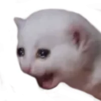 Hình dán mèo cho WAStickers