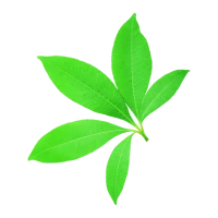 DoctorP - your plants doctor