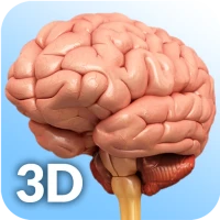 Brain Anatomy Pro.
